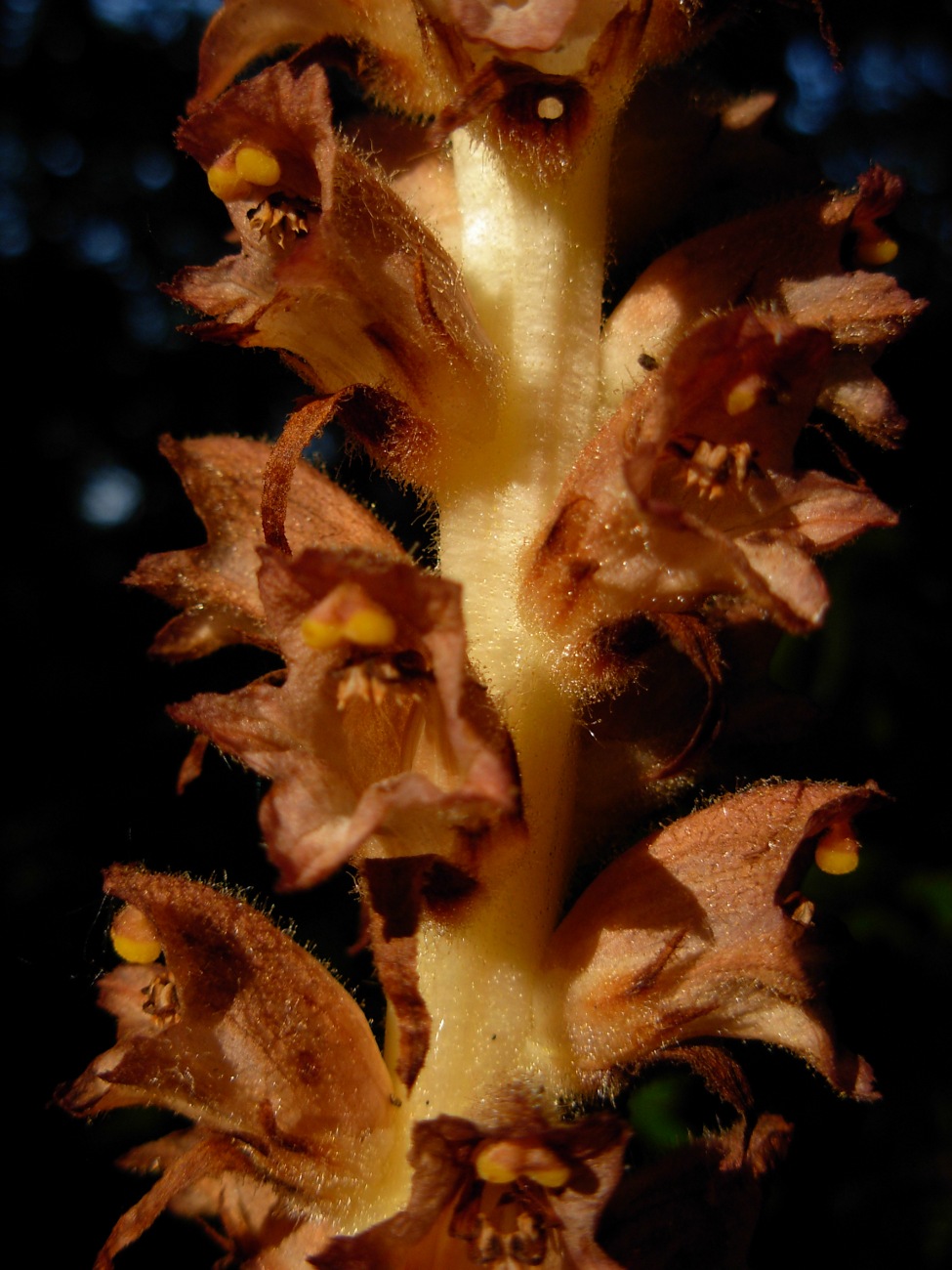 Orobanche rapum-genistae / Succiamele delle ginestre